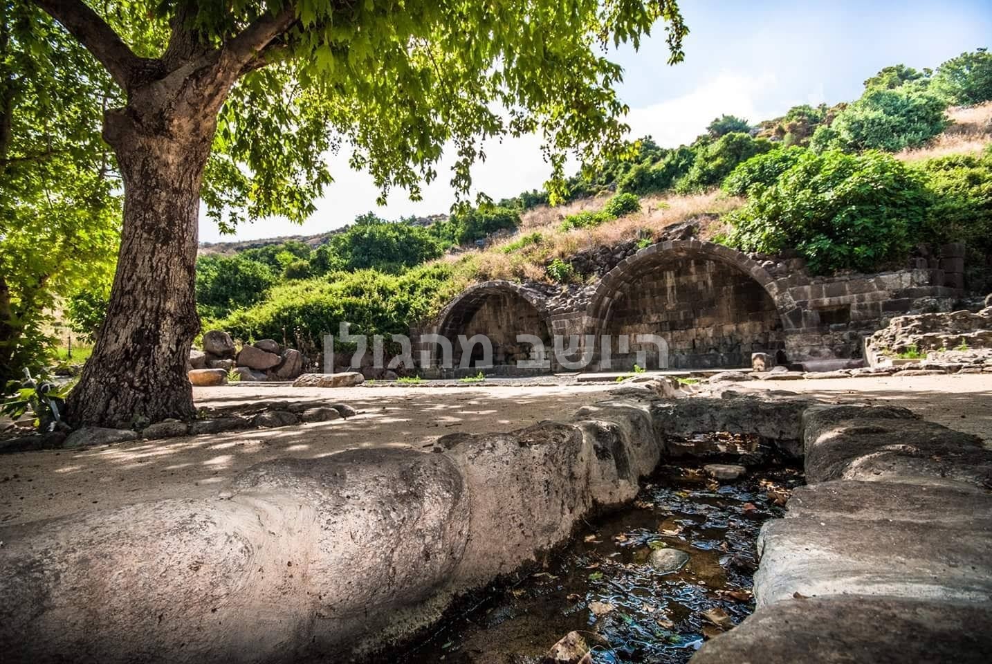 פלג מים בצל עץ גדול, לצד קשתות האבן בעין קשתות